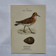 Planche Botanique Gravure oiseaux naturaliste  19eme recto verso  A