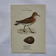Botanical Plate Engraving of Birds, Naturalist, 19th Century, Double-sided A