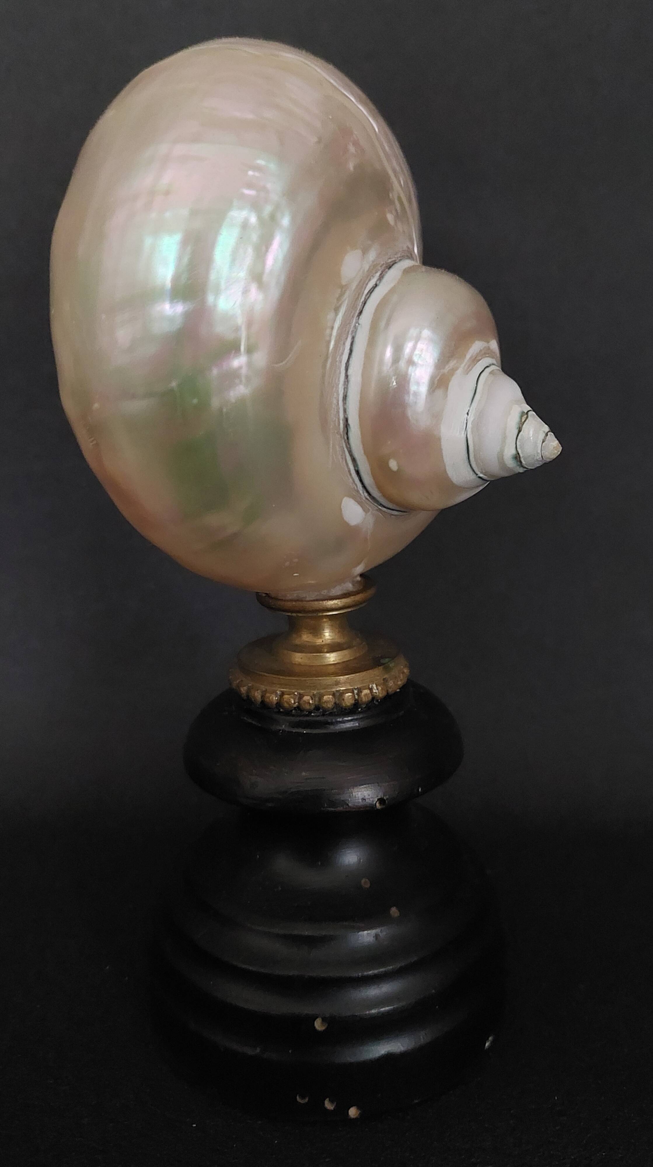 Cabinet of Curiosities, pearly turbo imperialis shell on base