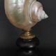 Cabinet of Curiosities, pearly turbo imperialis shell on base