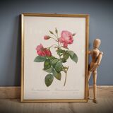 Litho rose leaning buds 30