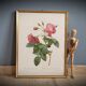 Litho rose leaning buds 30