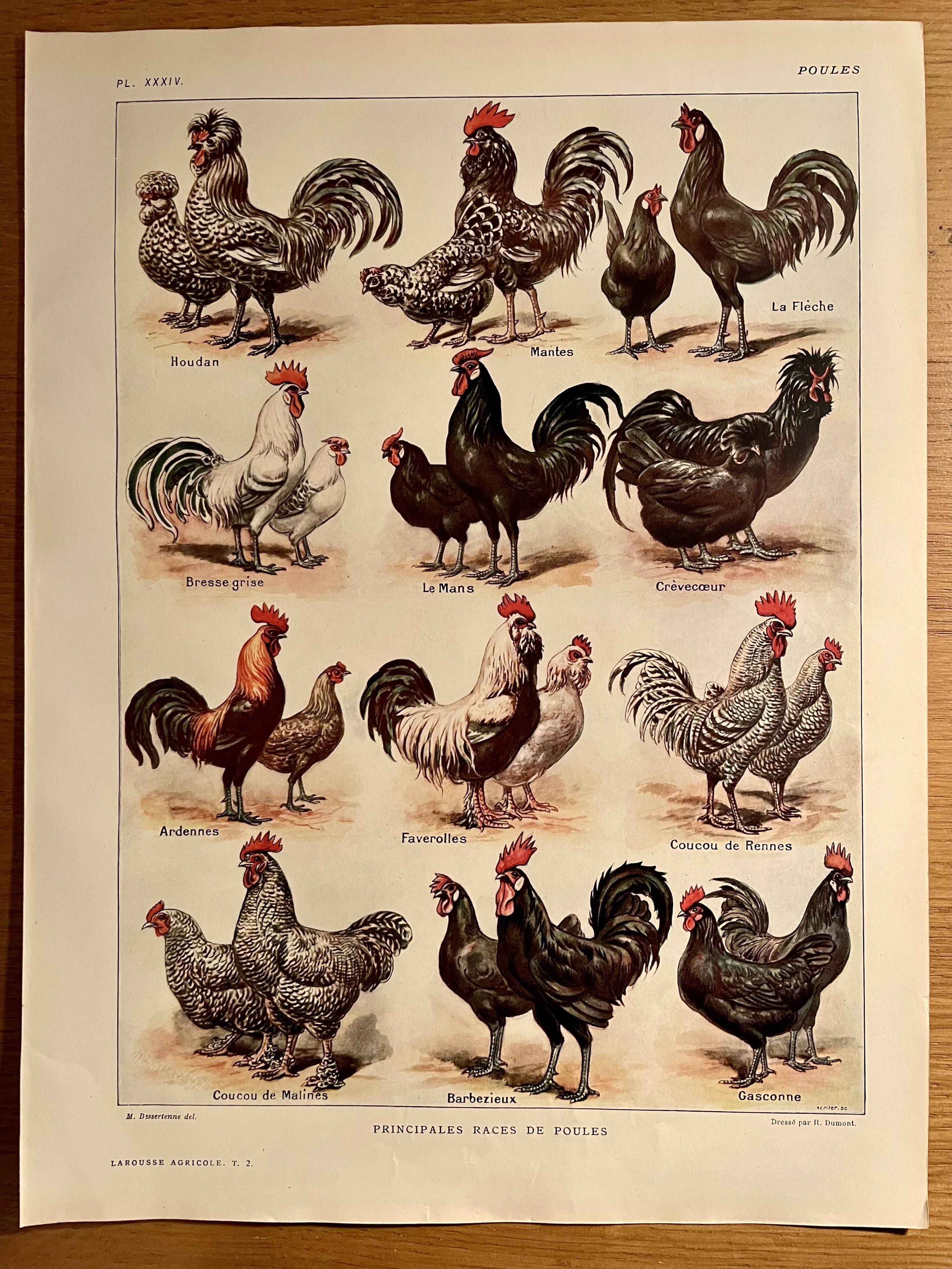 Lithograph on hens from 1921 (XXXIV)
