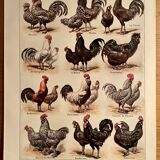 Lithographie sur les poules de 1921 (XXXIV)