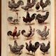 Lithograph on hens from 1921 (XXXIV)