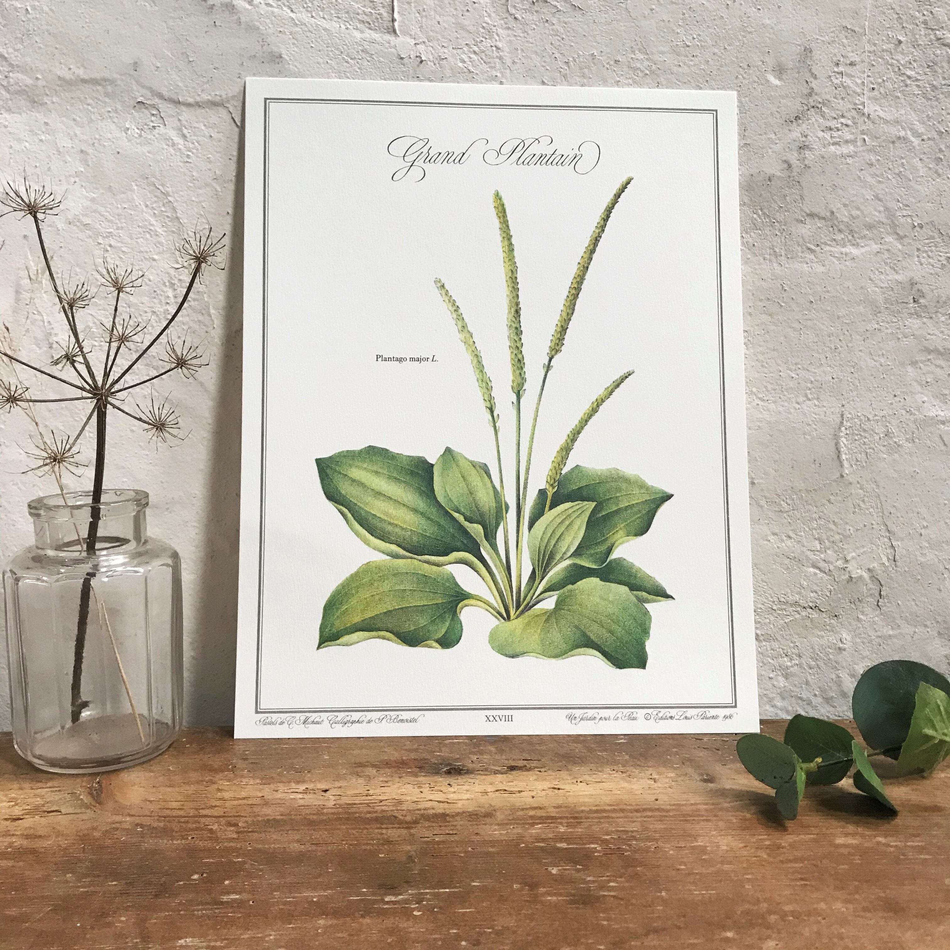 Botanical plank plantain