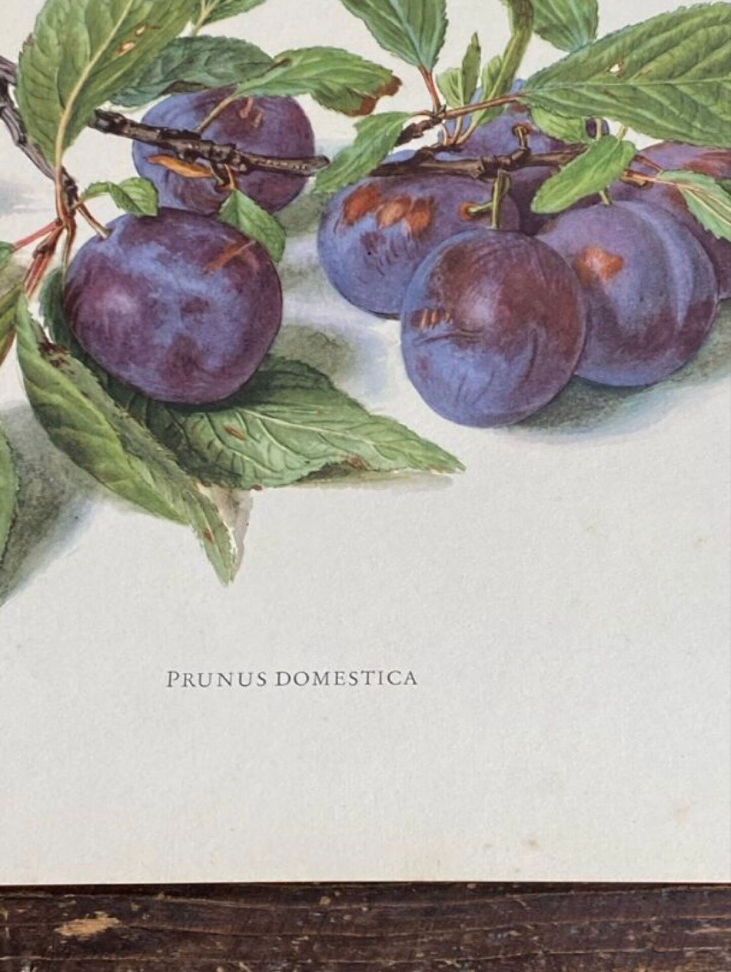 Botanical poster, Prunus Domestica, framed in glass wood.