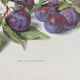 Botanical poster, Prunus Domestica, framed in glass wood.