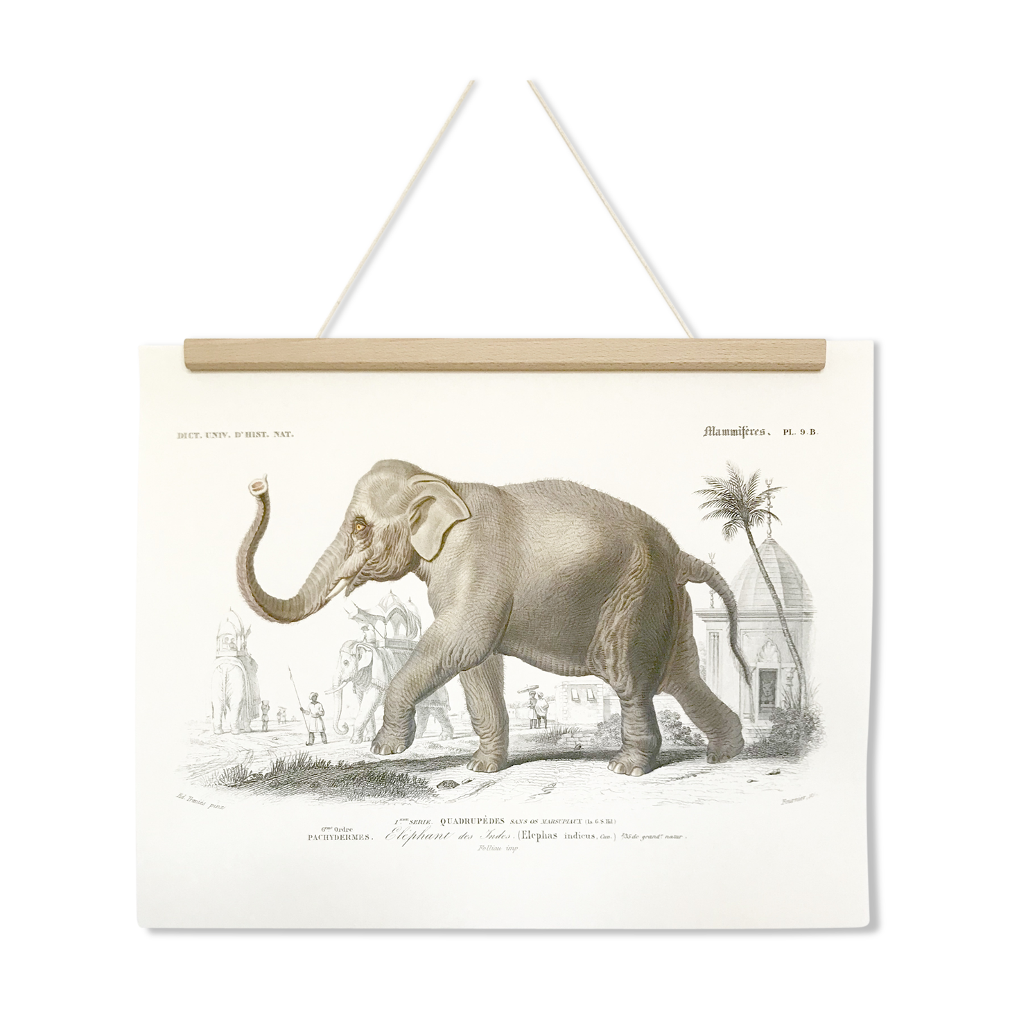 Displayed in colors representative of the Asian elephant