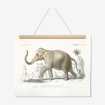 Displayed in colors representative of the Asian elephant