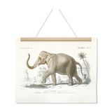 Displayed in colors representative of the Asian elephant