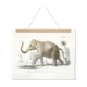 Affiche en couleurs représentant l'éléphant d'Asie