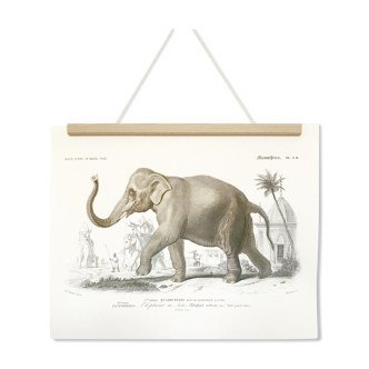 Displayed in colors representative of the Asian elephant
