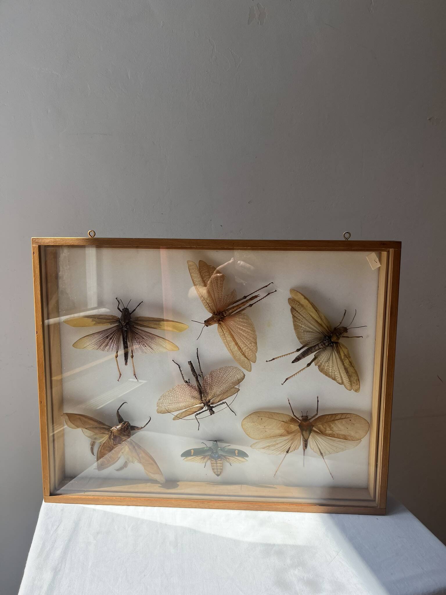 Framed giant insects, entomology collection