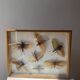 Framed giant insects, entomology collection