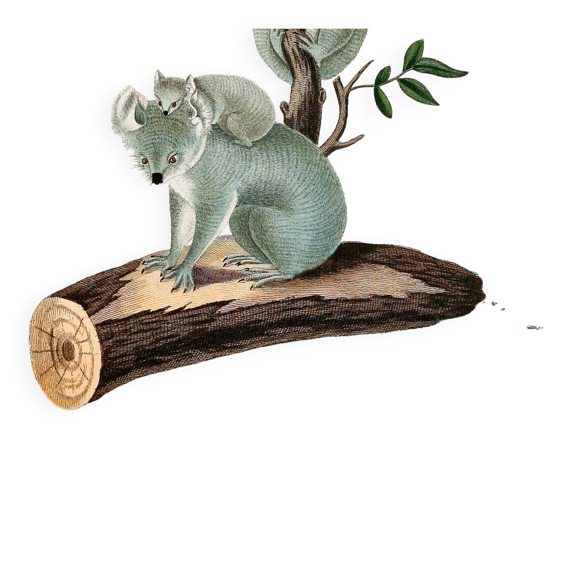 Poster about the Koala, based on an old engraving from 1774.