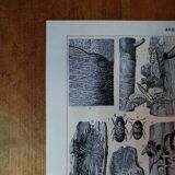 Original lithograph on trees