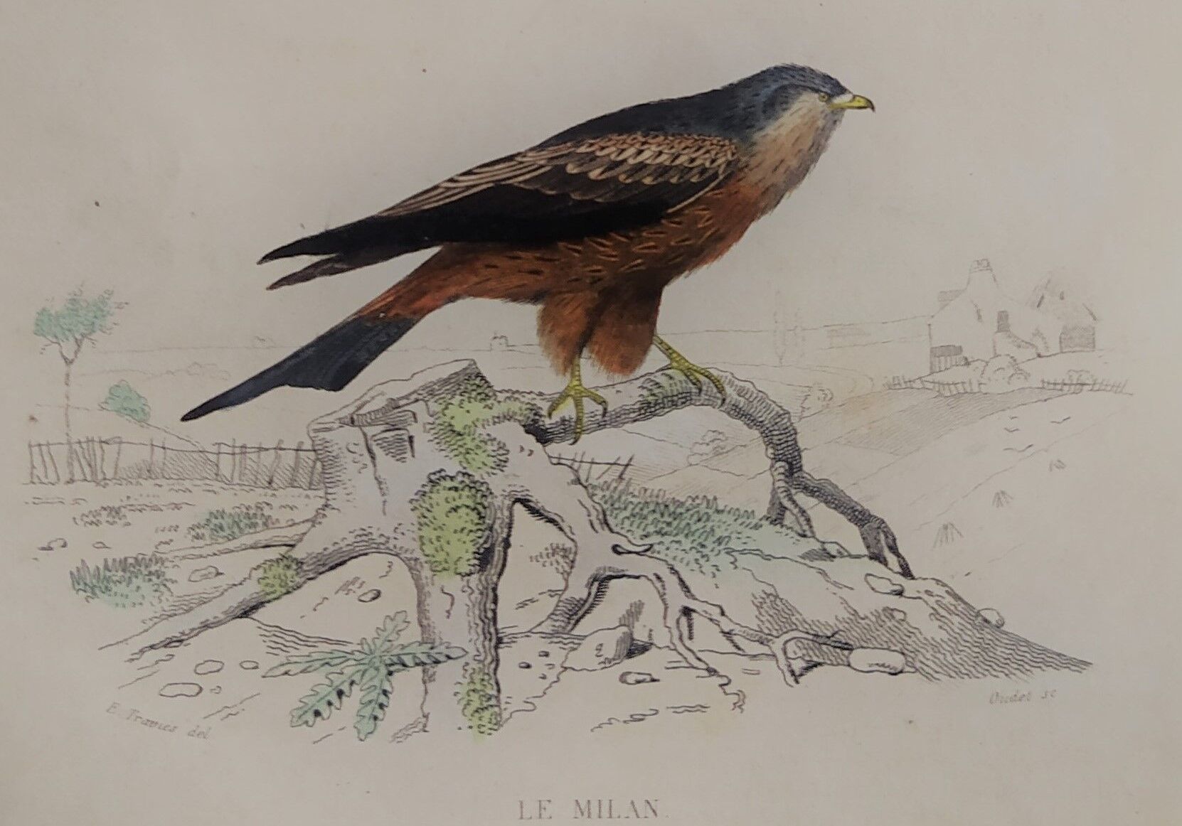 Ornithological board " buse - milan " buffon 1838
