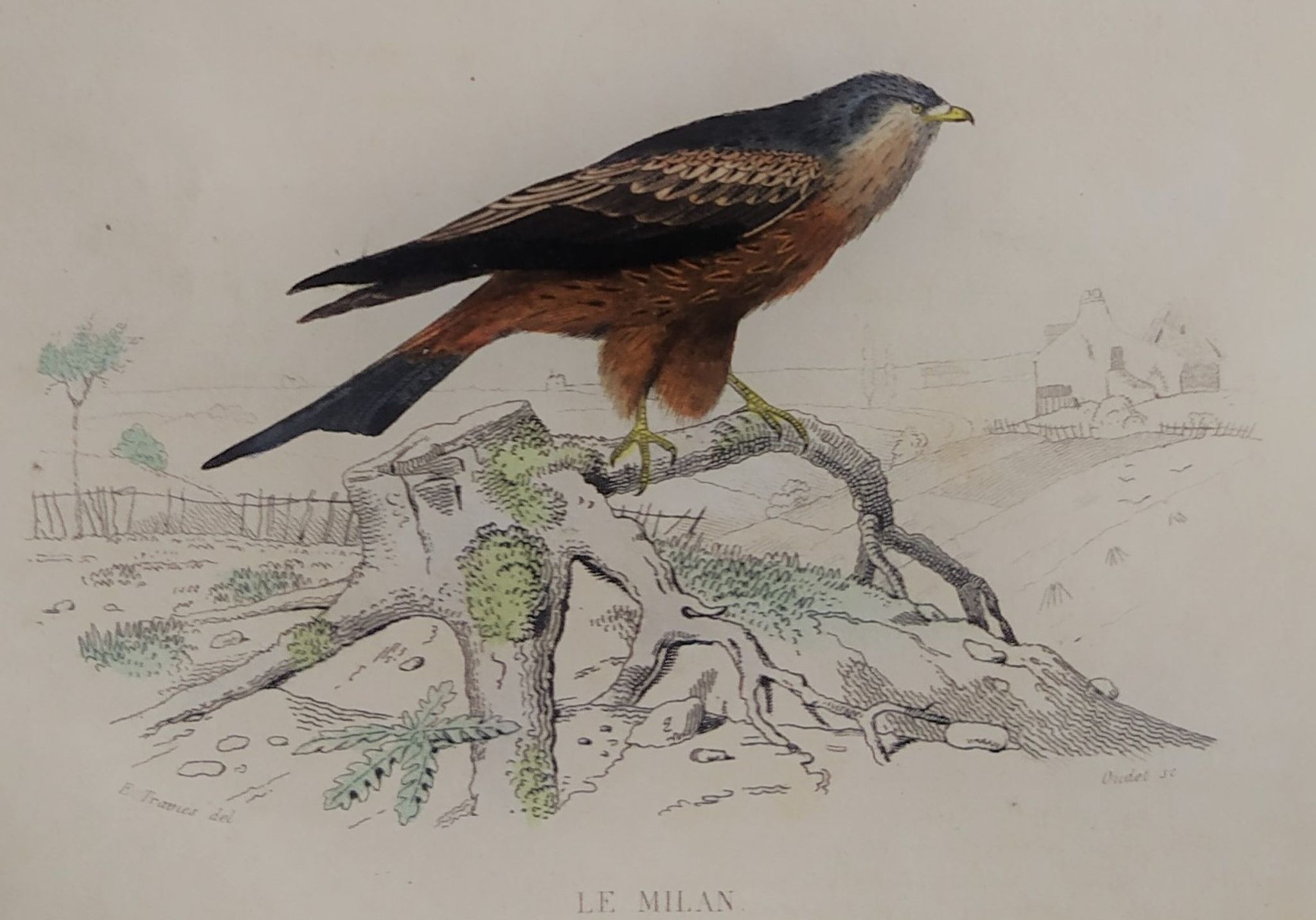 Planche ornithologique " Buse & Milan " Buffon 1838