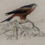 Ornithological board " buse - milan " buffon 1838
