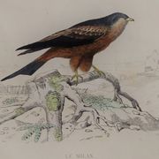 Planche ornithologique " Buse & Milan " Buffon 1838