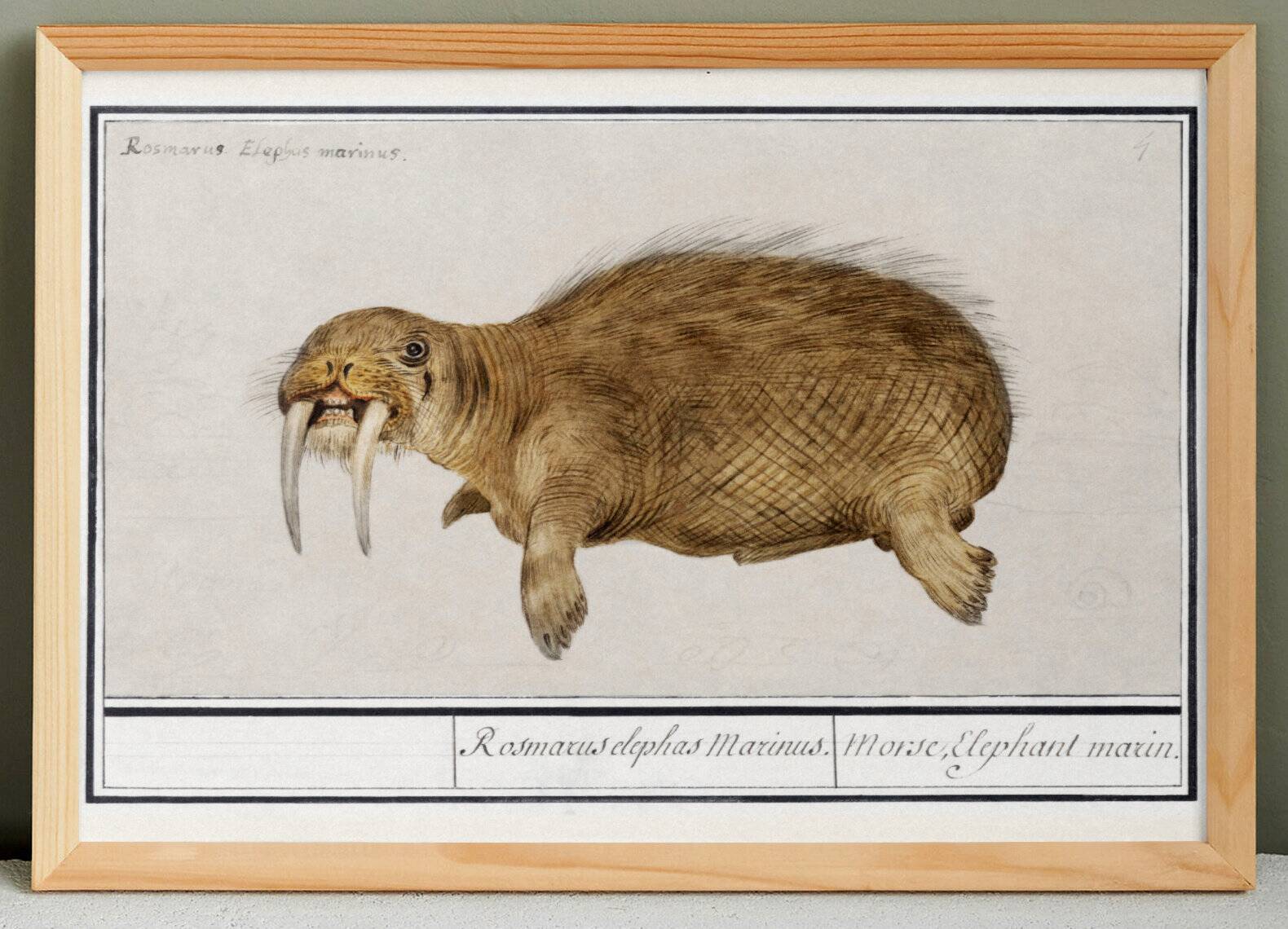 Small poster about the walrus, based on an old engraving from 1610.