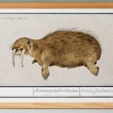 Small poster about the walrus, based on an old engraving from 1610.