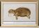 Small poster about the walrus, based on an old engraving from 1610.