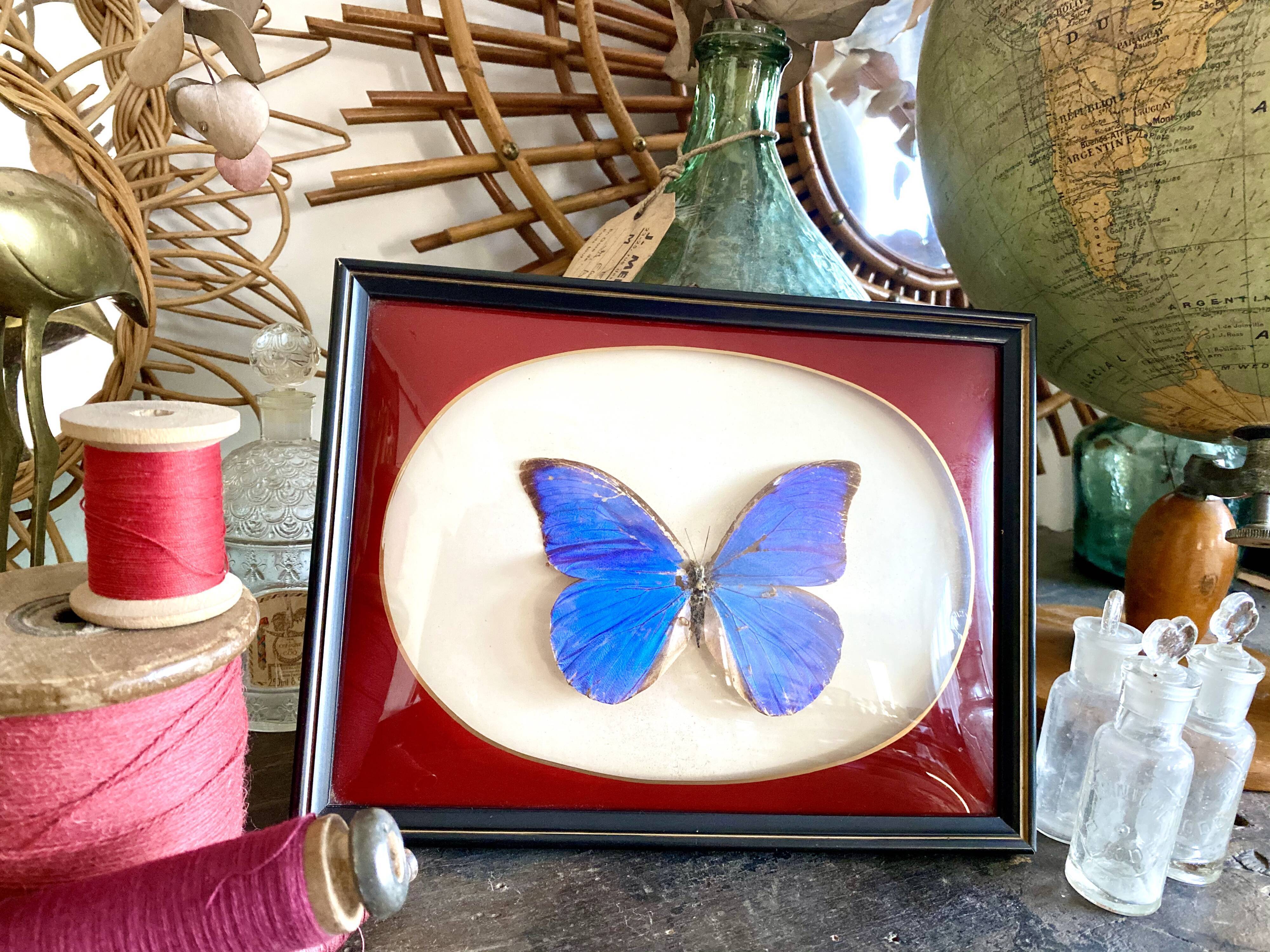 Naturalized butterfly frame