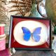 Naturalized butterfly frame