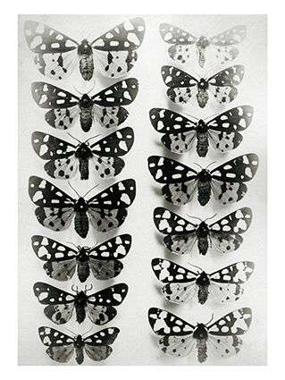 Butterflies 2
