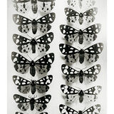 Butterflies 2