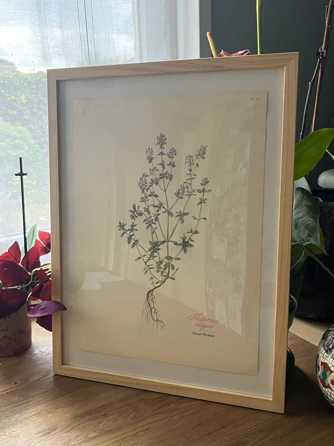 Thyme plant poster