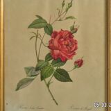 Gravure ancienne " rosa indica sertulata "  de "joseph redouté"