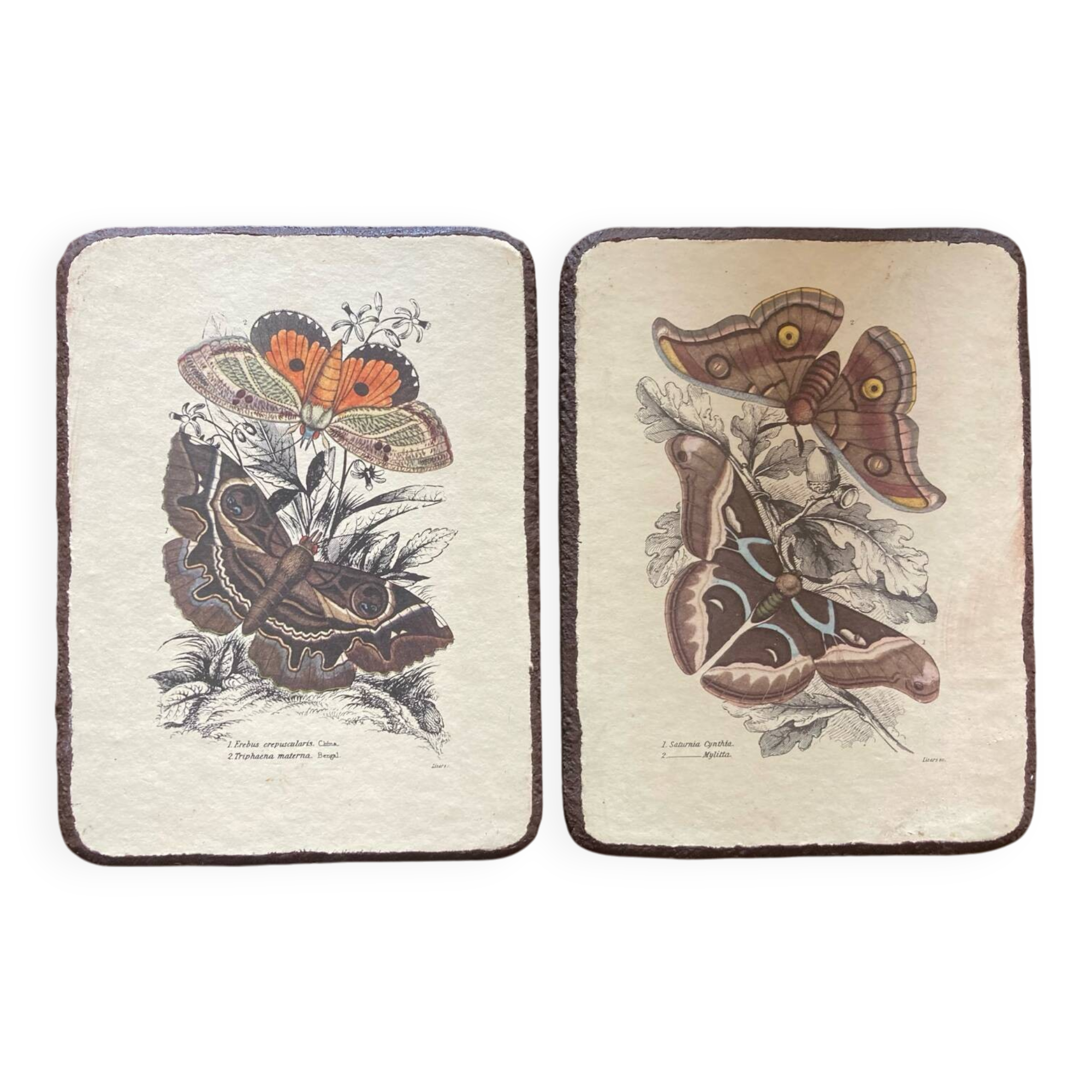 Lot de 2 tableaux en bois avec planche botanique papillons