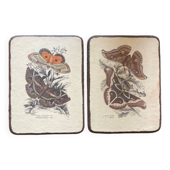 Lot de 2 tableaux en bois avec planche botanique papillons