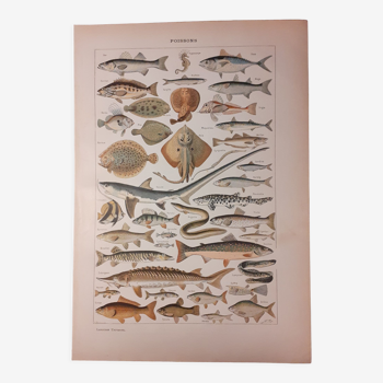 Lithograph on fish from 1922