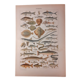 Lithograph on fish from 1922