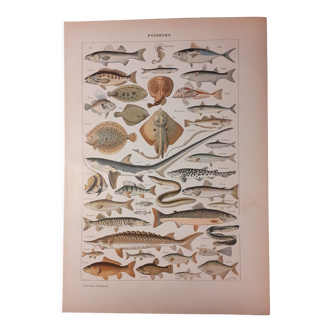 Lithograph on fish from 1922