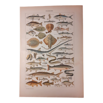 Lithograph on fish from 1922