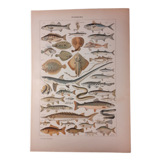 Lithographie sur les poissons de 1922