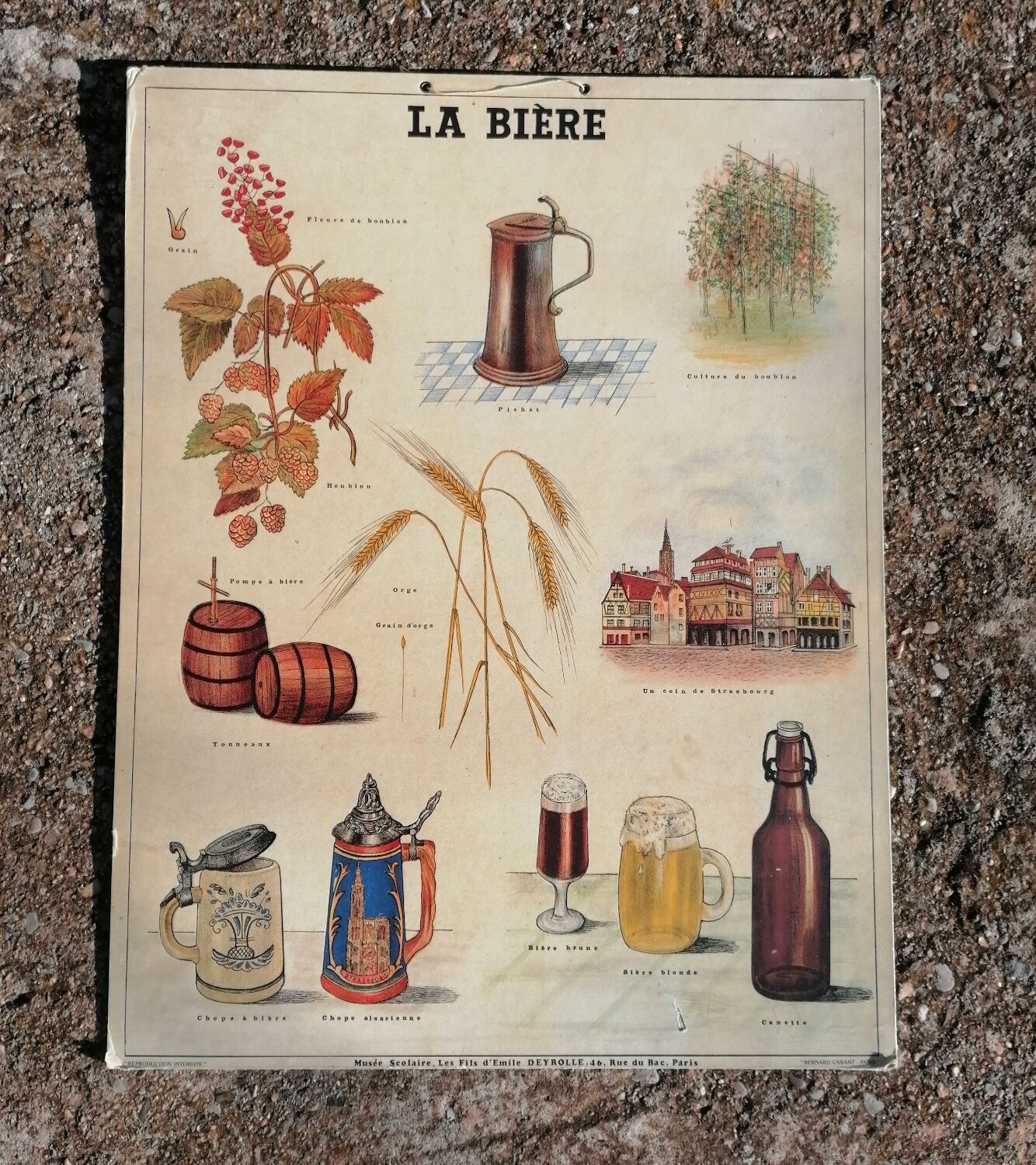 Educational poster La Bière - Musée scolaire Les fils d'Émile Deyrolle