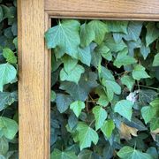 Oak wardrobe door