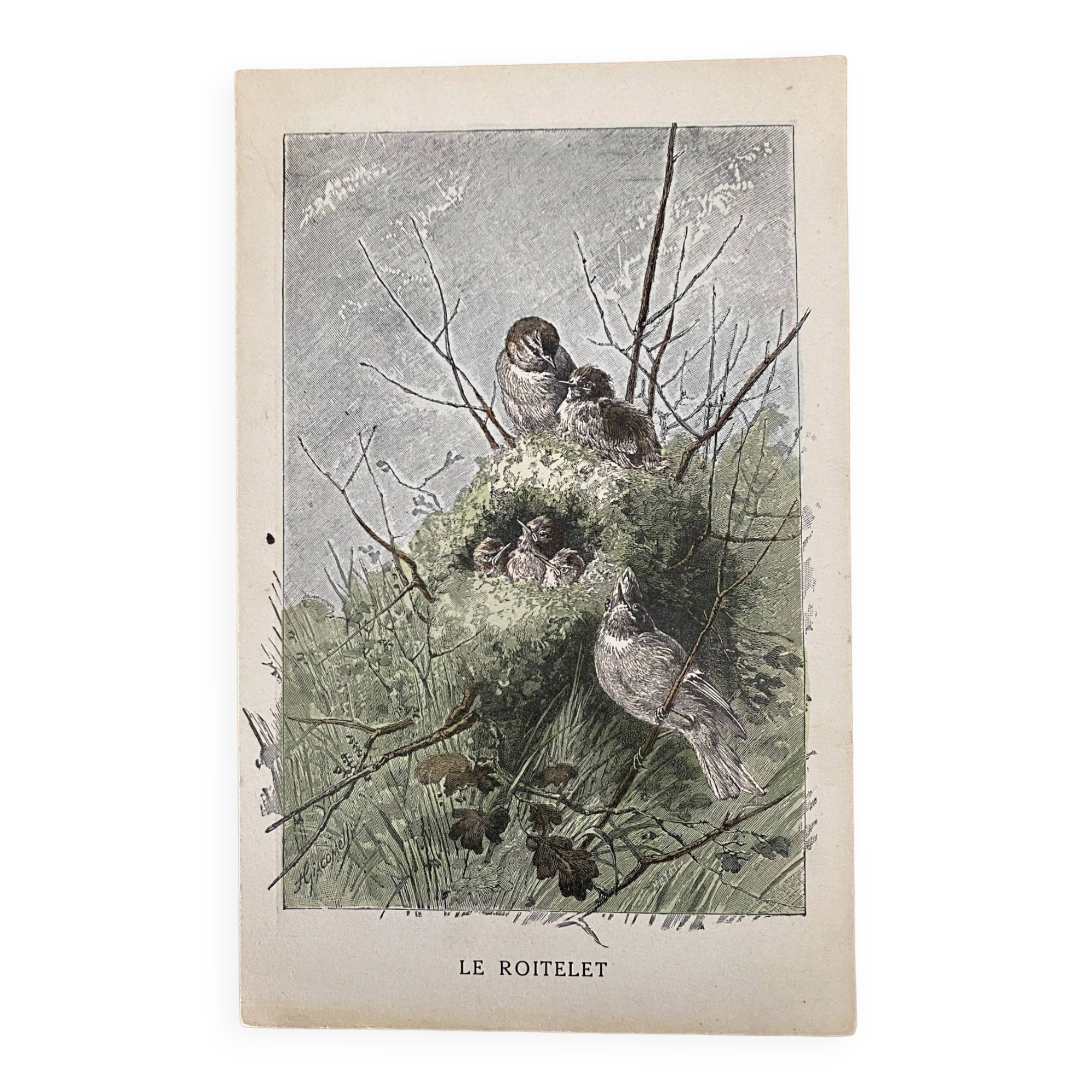 Old bird engraving - Giacomelli and Huyot - LE ROITELET