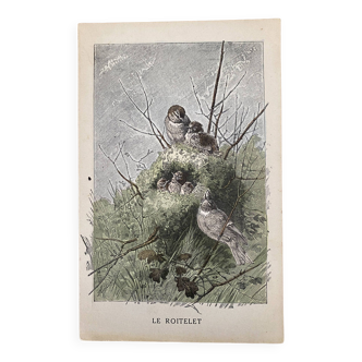 Old bird engraving - Giacomelli and Huyot - LE ROITELET