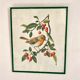 Antique engraving bird in metal frame