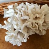 Ancient white coral in trio