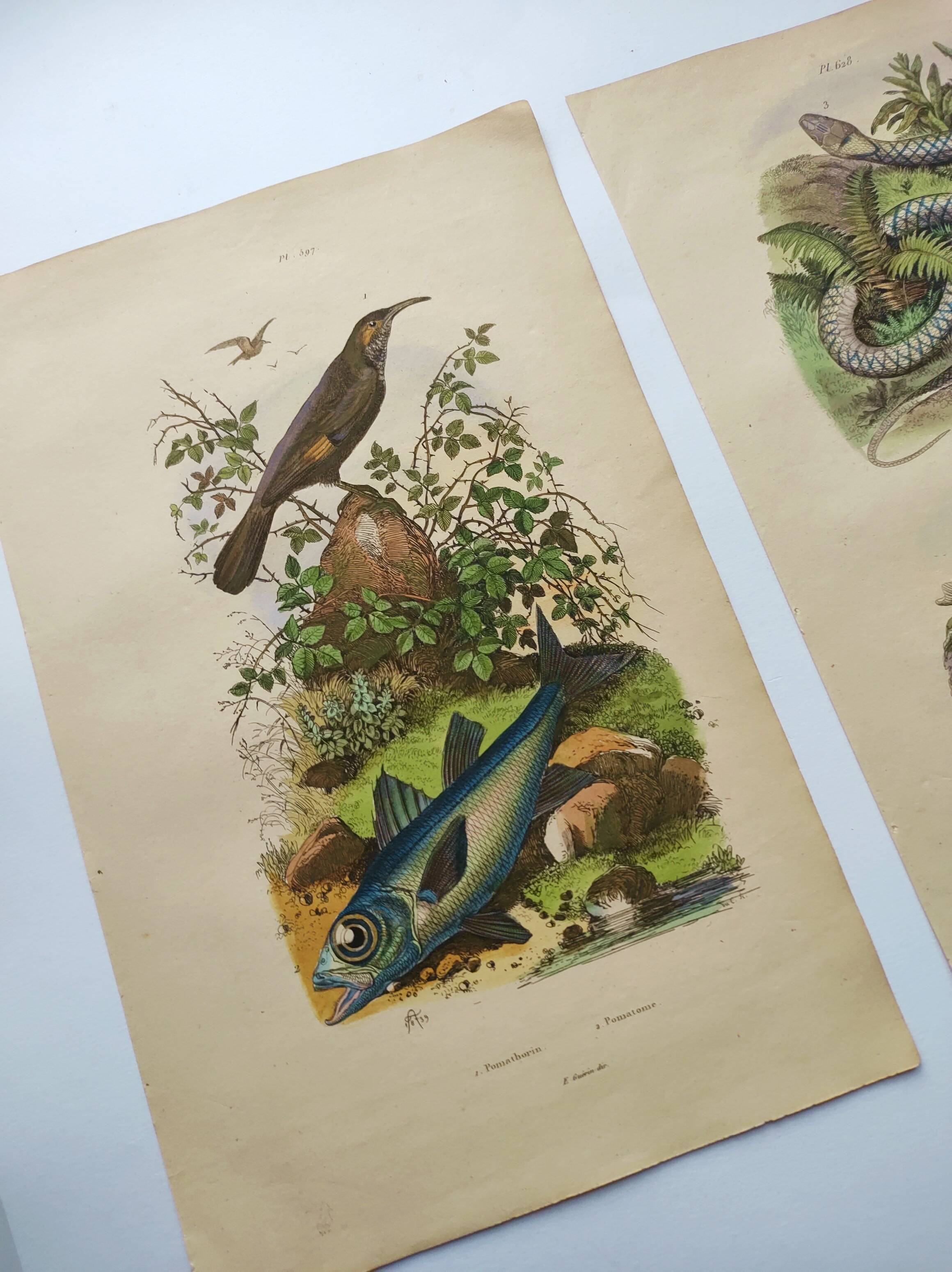 3 Antique Engravings from 1839 - Set of 3 Hand-Colored Plates