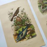 3 Antique Engravings from 1839 - Set of 3 Hand-Colored Plates