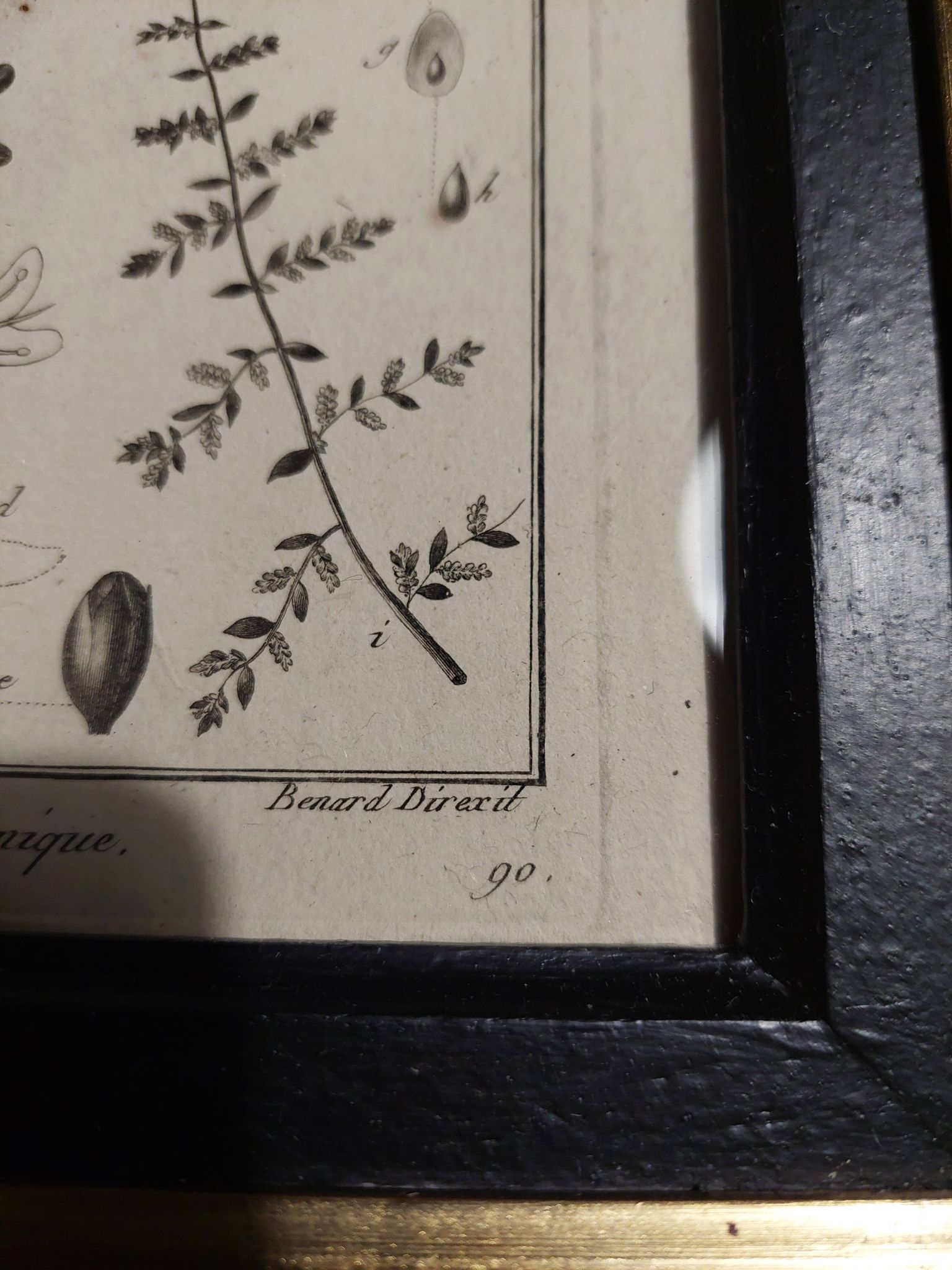 18th century natural history engraving framed pentandry Robert Bénard